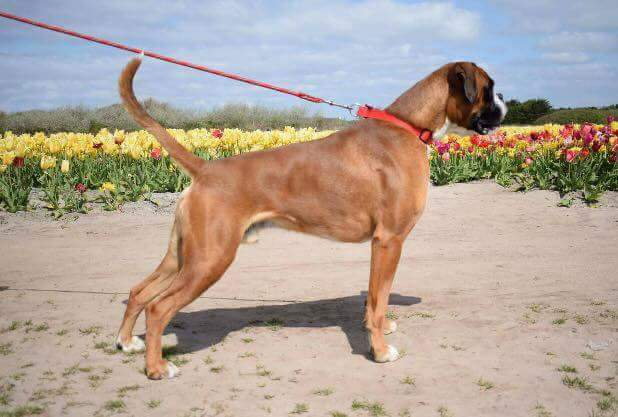 Maiko Du Soleil De L'aurion