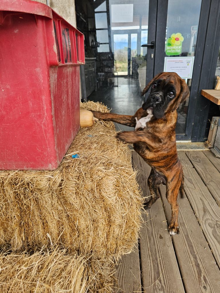Du Soleil De L'aurion - Chiots disponibles - Boxer