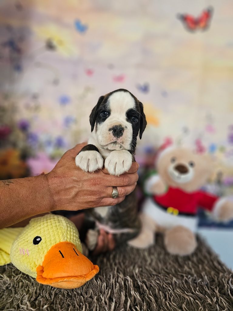 Du Soleil De L'aurion - Chiots disponibles - Boxer
