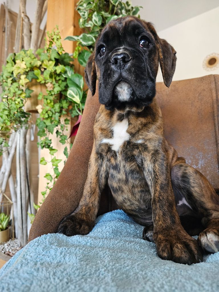 Du Soleil De L'aurion - Chiots disponibles - Boxer