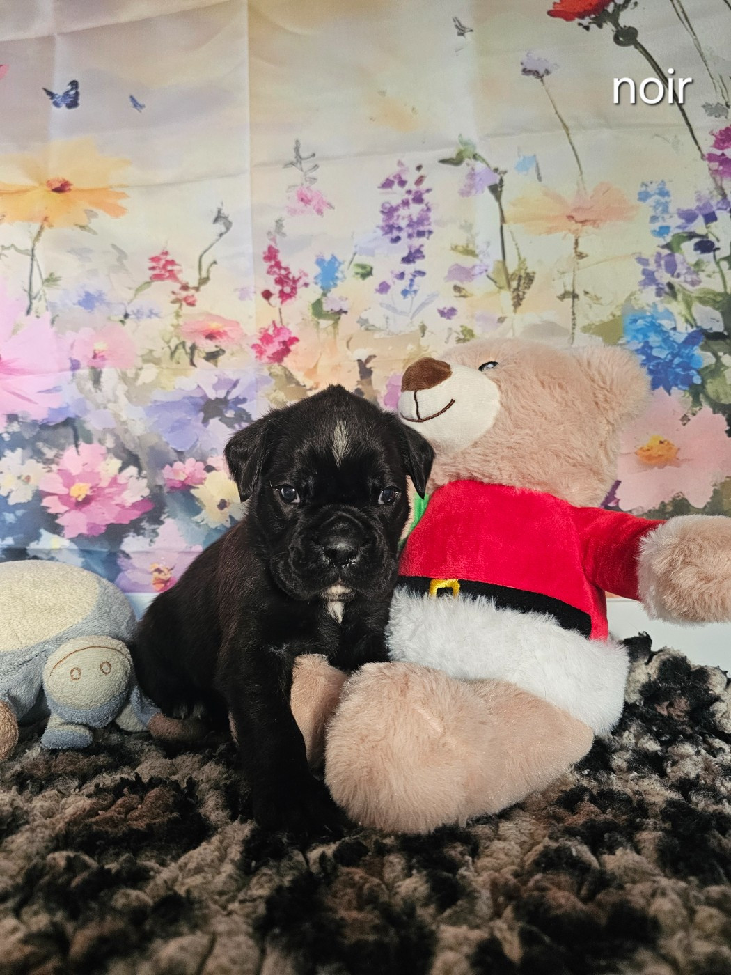 Du Soleil De L'aurion - Chiots disponibles - Boxer