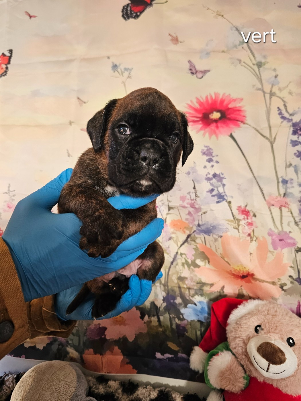 Du Soleil De L'aurion - Chiots disponibles - Boxer