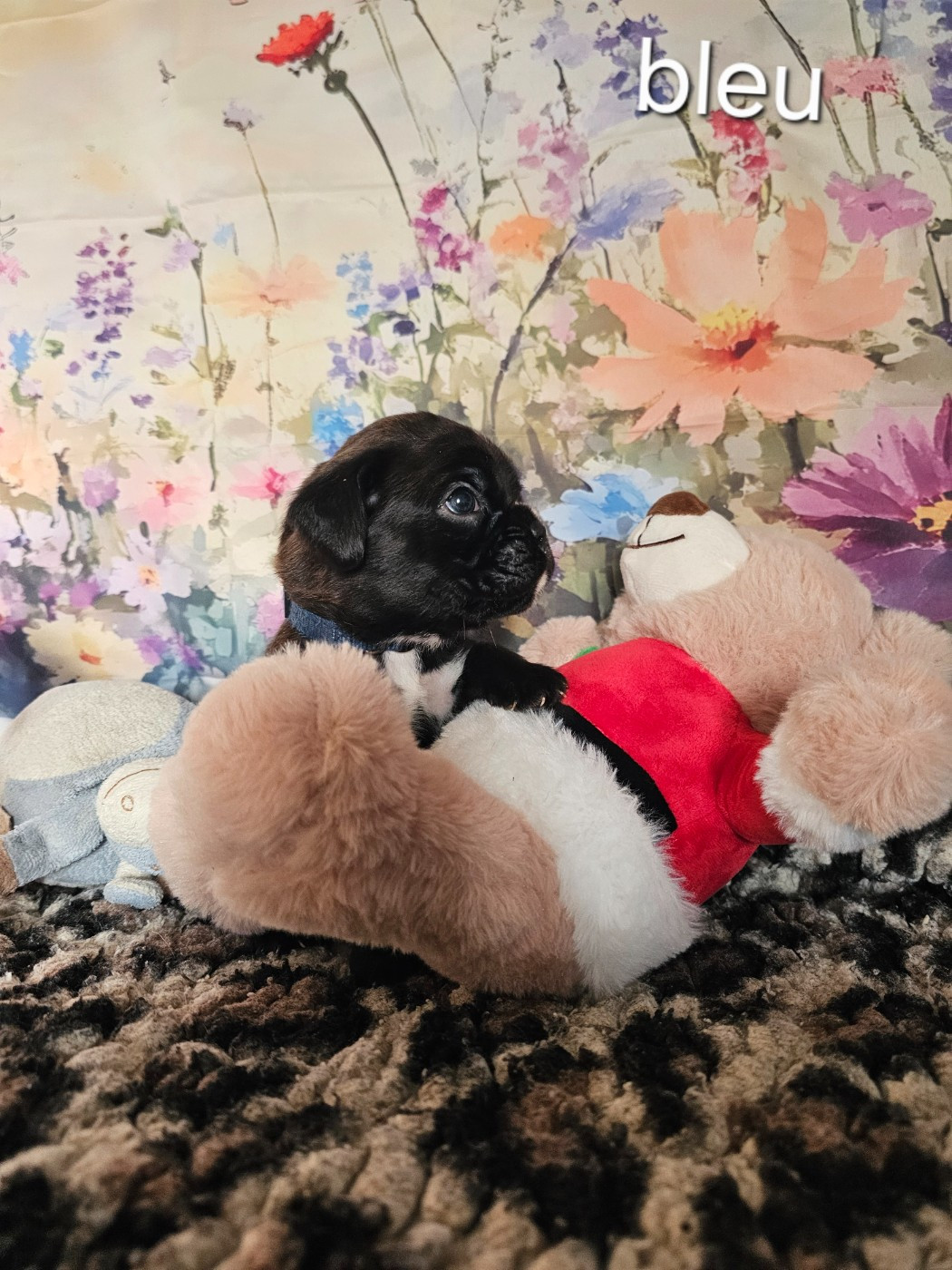 Du Soleil De L'aurion - Chiots disponibles - Boxer