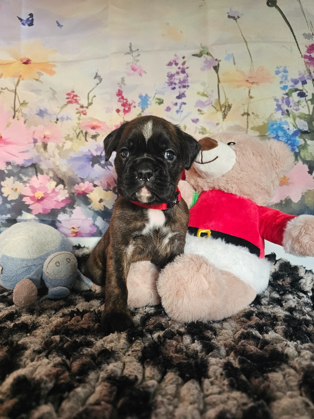 Du Soleil De L'aurion - Chiots disponibles - Boxer