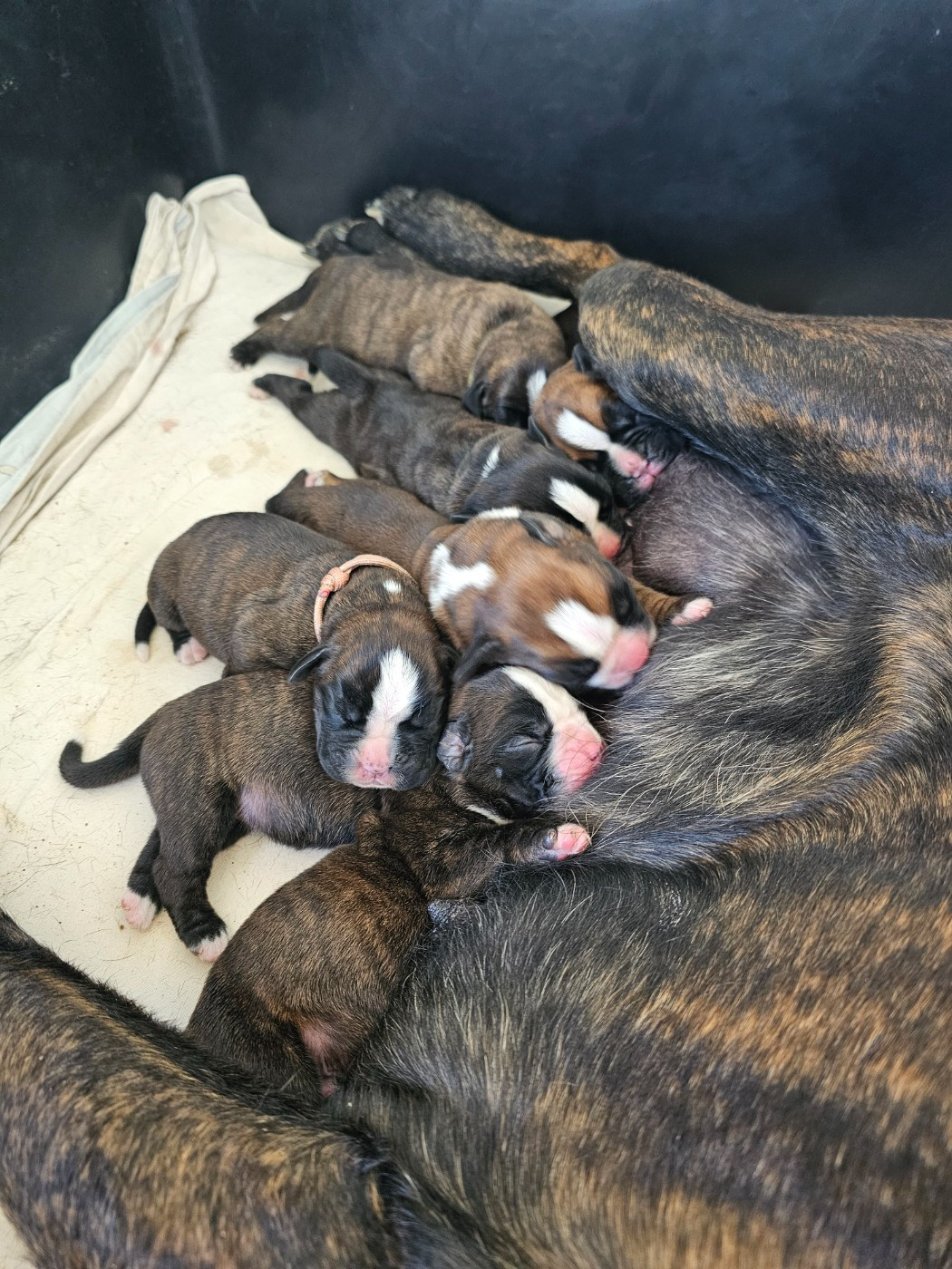 Du Soleil De L'aurion - Chiots disponibles - Boxer