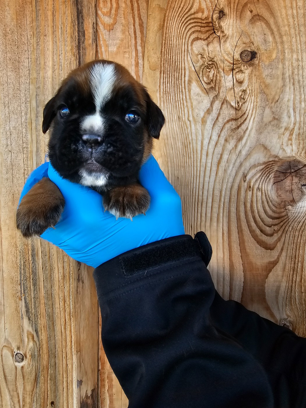 Du Soleil De L'aurion - Chiots disponibles - Boxer