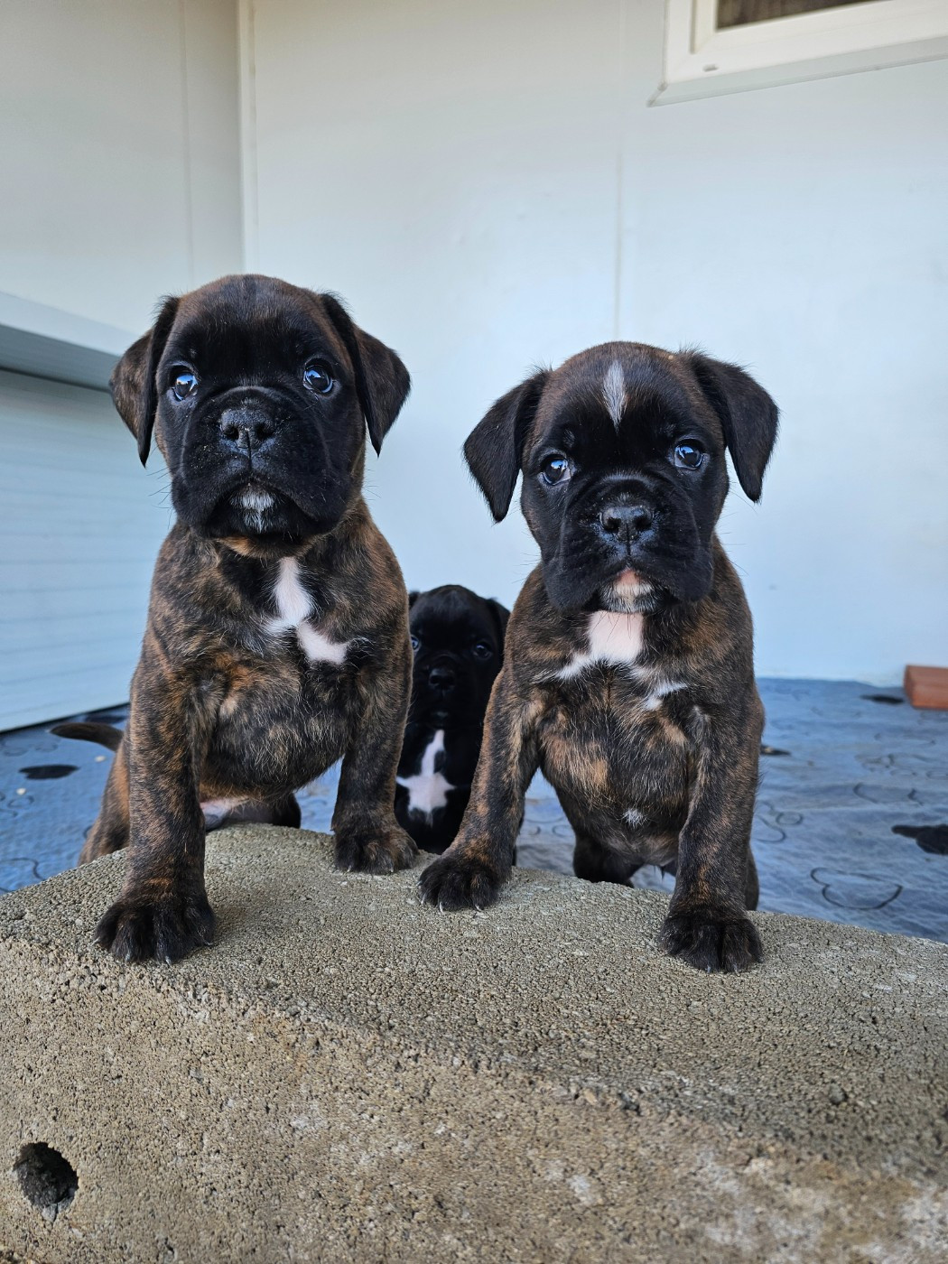 Du Soleil De L'aurion - Chiots disponibles - Boxer