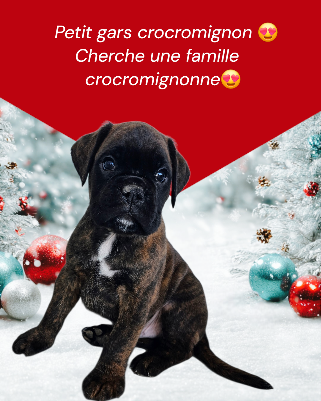 Du Soleil De L'aurion - Chiots disponibles - Boxer