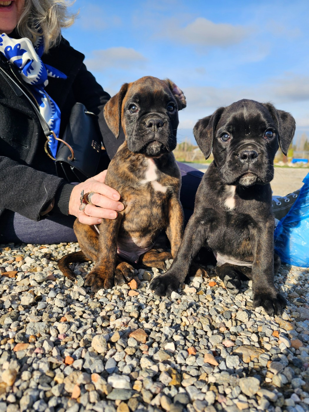 Du Soleil De L'aurion - Boxer - Portée née le 09/11/2025