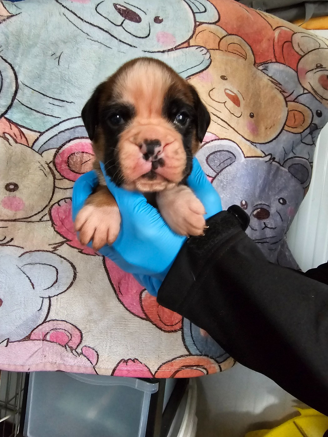 Du Soleil De L'aurion - Chiots disponibles - Boxer