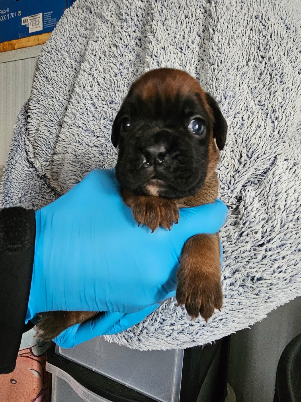 Du Soleil De L'aurion - Chiots disponibles - Boxer
