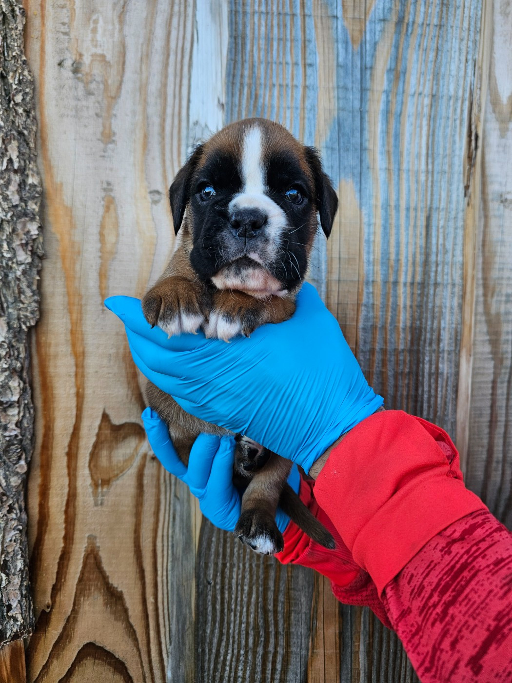 Du Soleil De L'aurion - Chiots disponibles - Boxer
