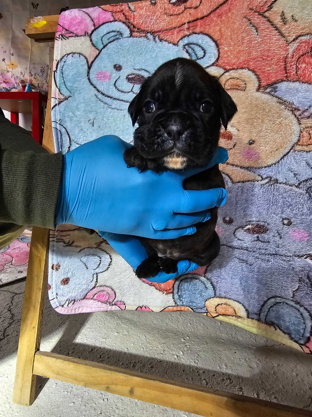 Du Soleil De L'aurion - Chiots disponibles - Boxer