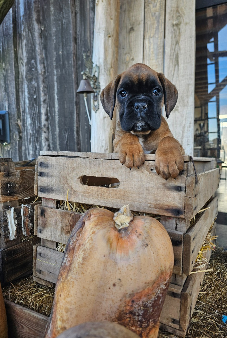 Du Soleil De L'aurion - Chiots disponibles - Boxer