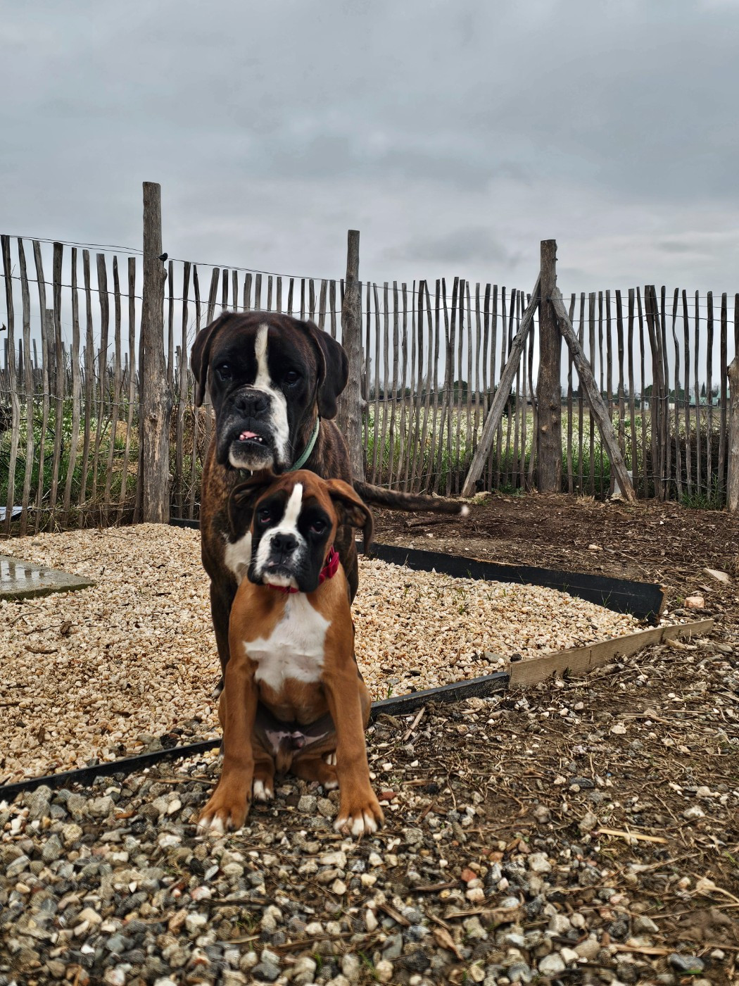 Du Soleil De L'aurion - Chiots disponibles - Boxer