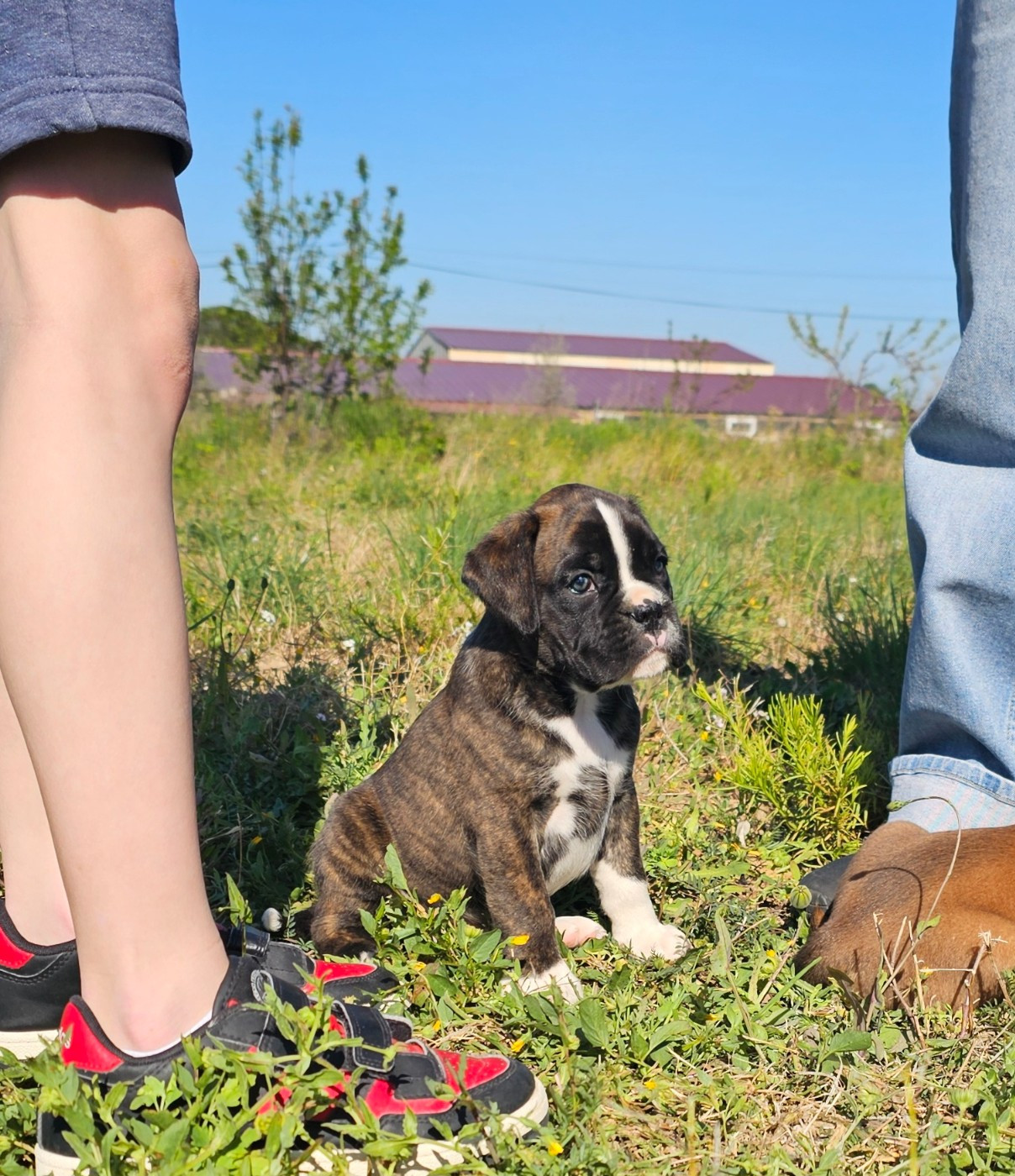 Du Soleil De L'aurion - Chiots disponibles - Boxer