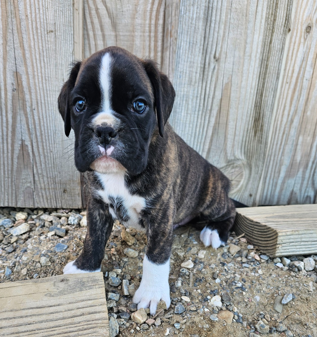 Du Soleil De L'aurion - Chiots disponibles - Boxer