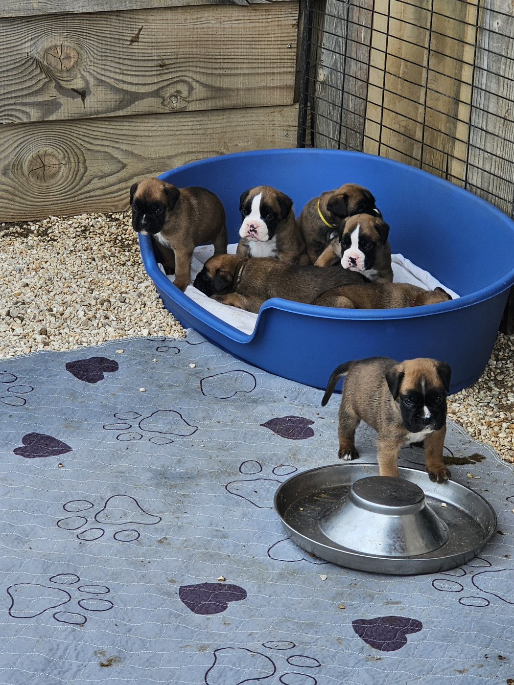 Chiot Boxer Du Soleil De L'aurion