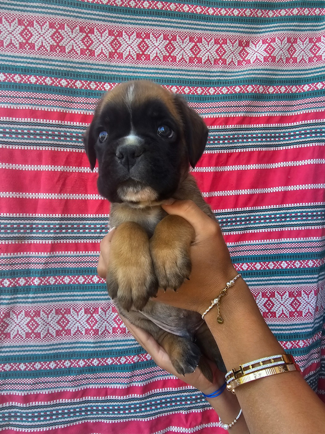 Du Soleil De L'aurion - Chiots disponibles - Boxer