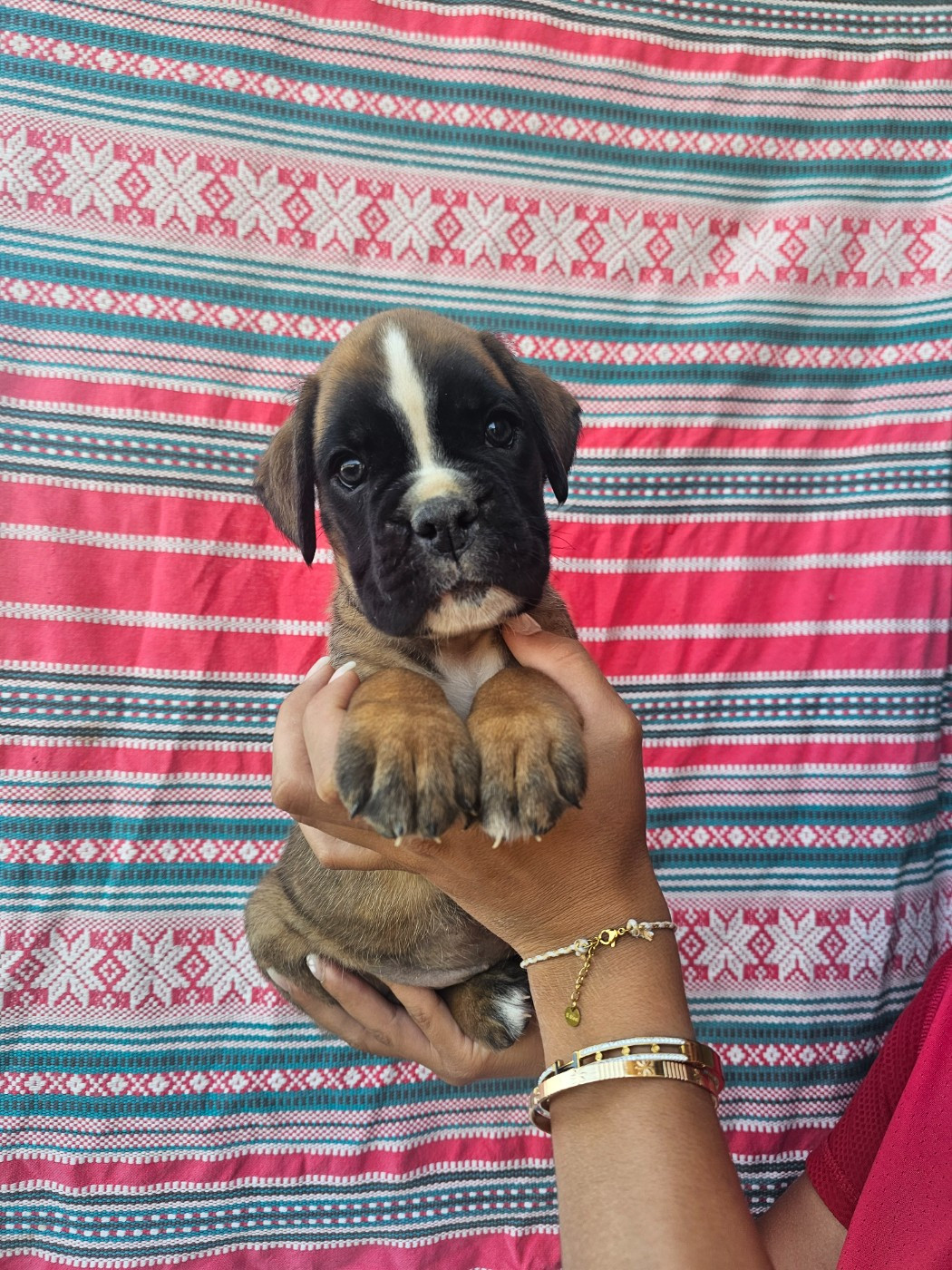 Du Soleil De L'aurion - Chiots disponibles - Boxer