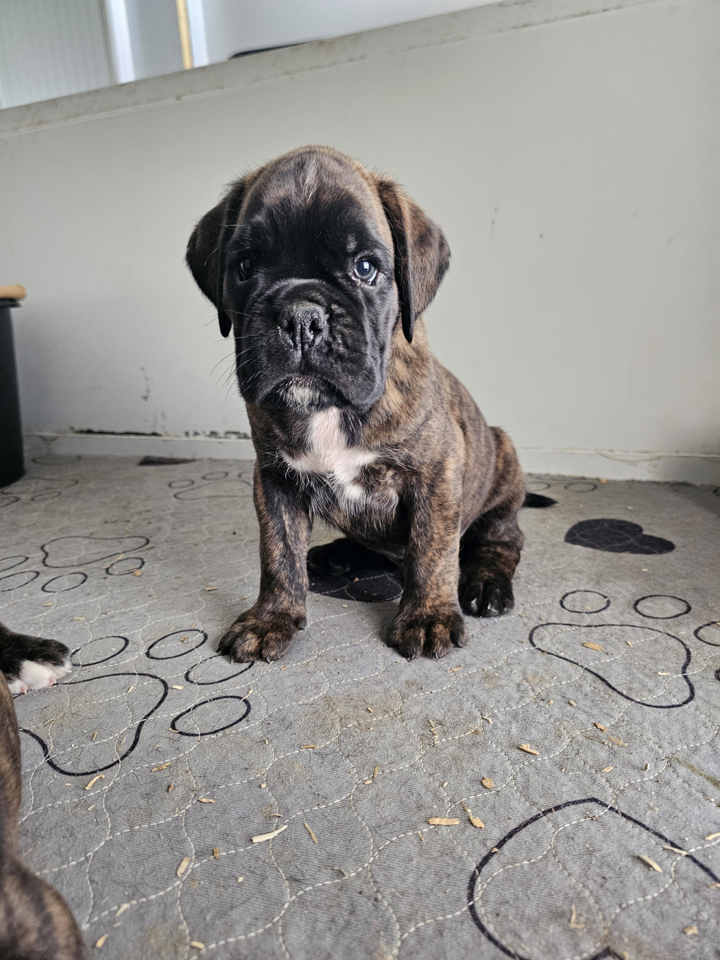 Du Soleil De L'aurion - Chiots disponibles - Boxer