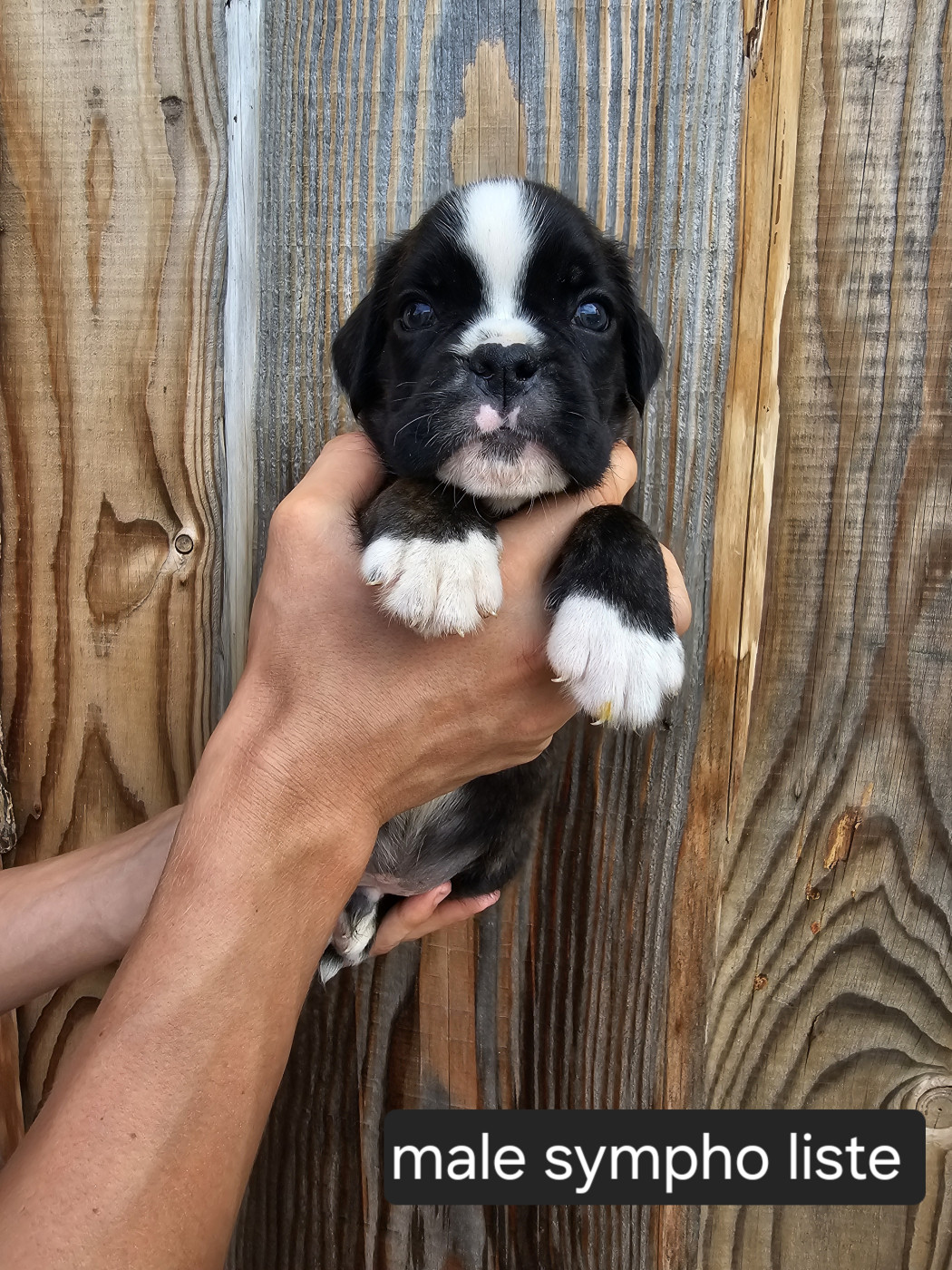 Du Soleil De L'aurion - Chiots disponibles - Boxer