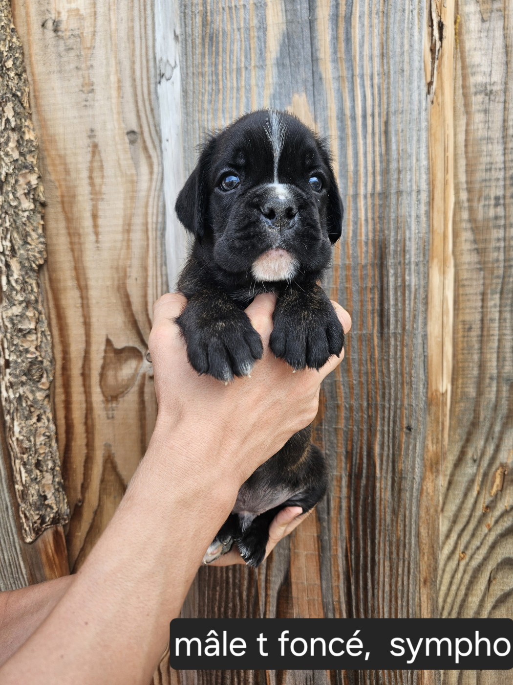 Du Soleil De L'aurion - Chiots disponibles - Boxer