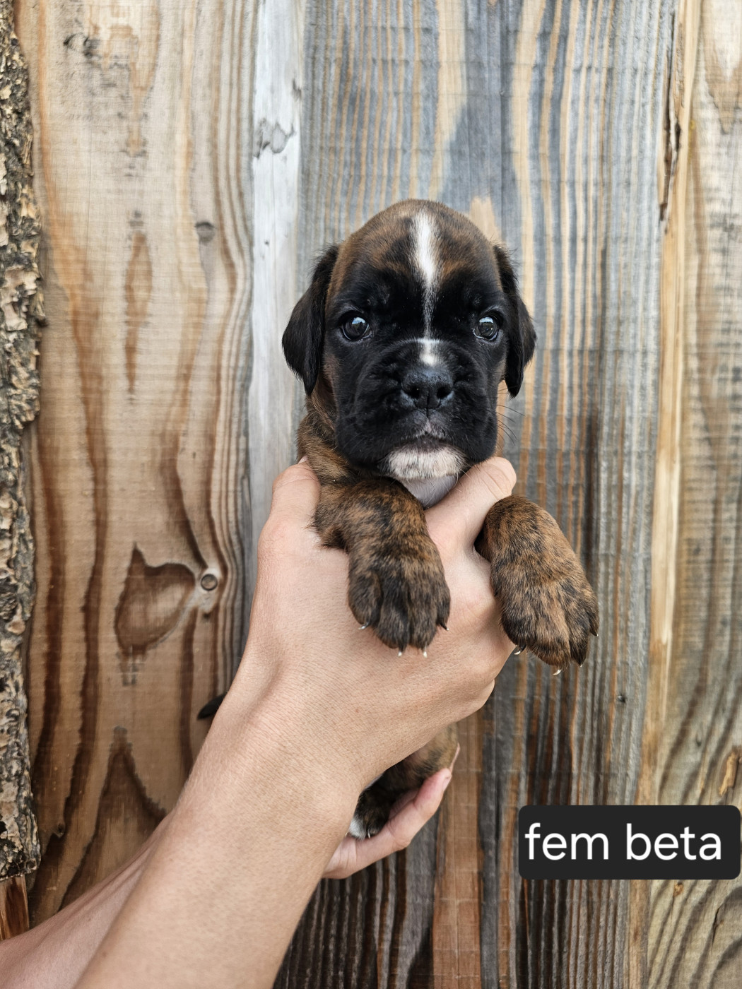 Du Soleil De L'aurion - Chiots disponibles - Boxer