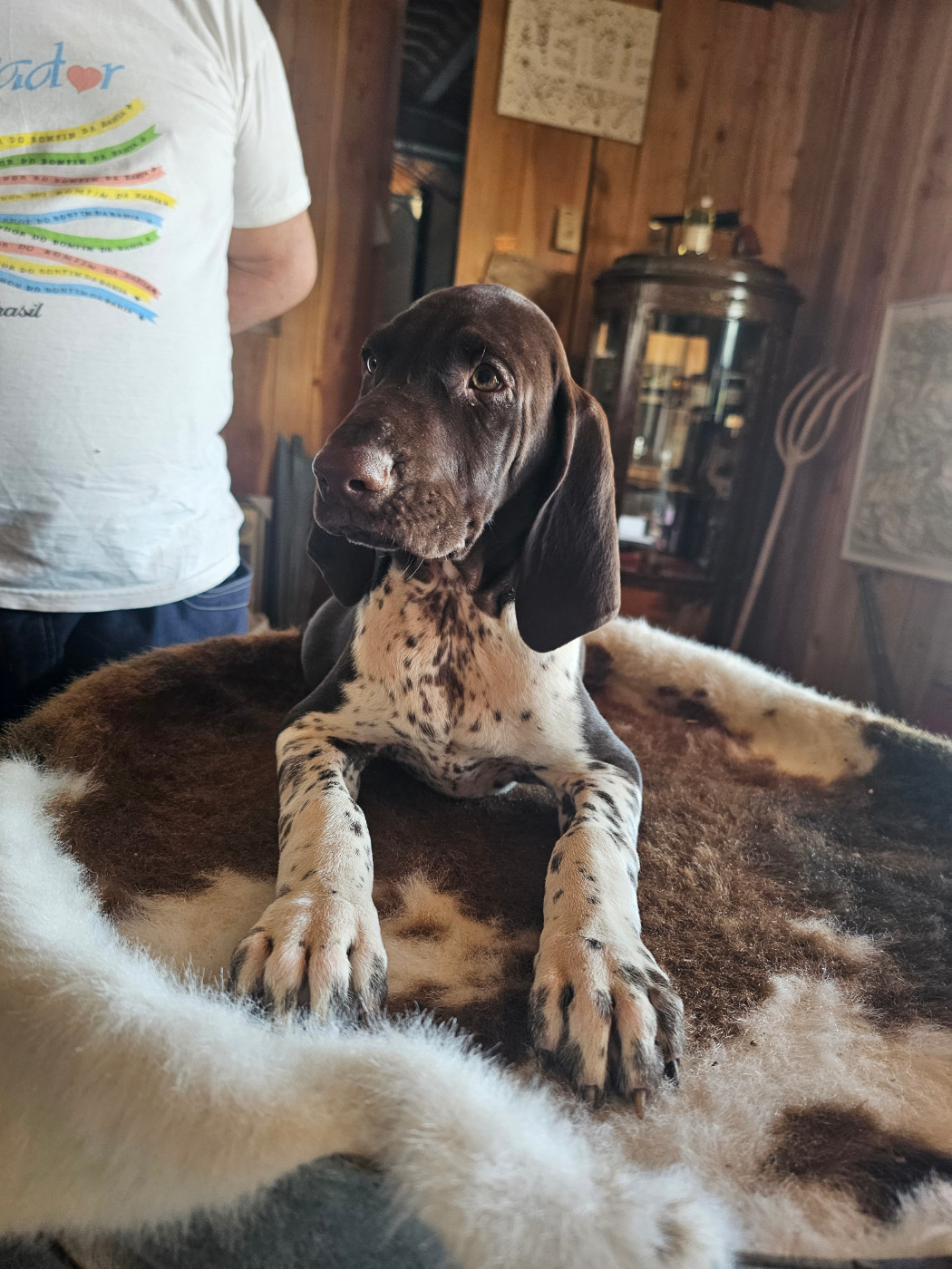 Du Soleil De L'aurion - Chiots disponibles - Braque allemand à poil court