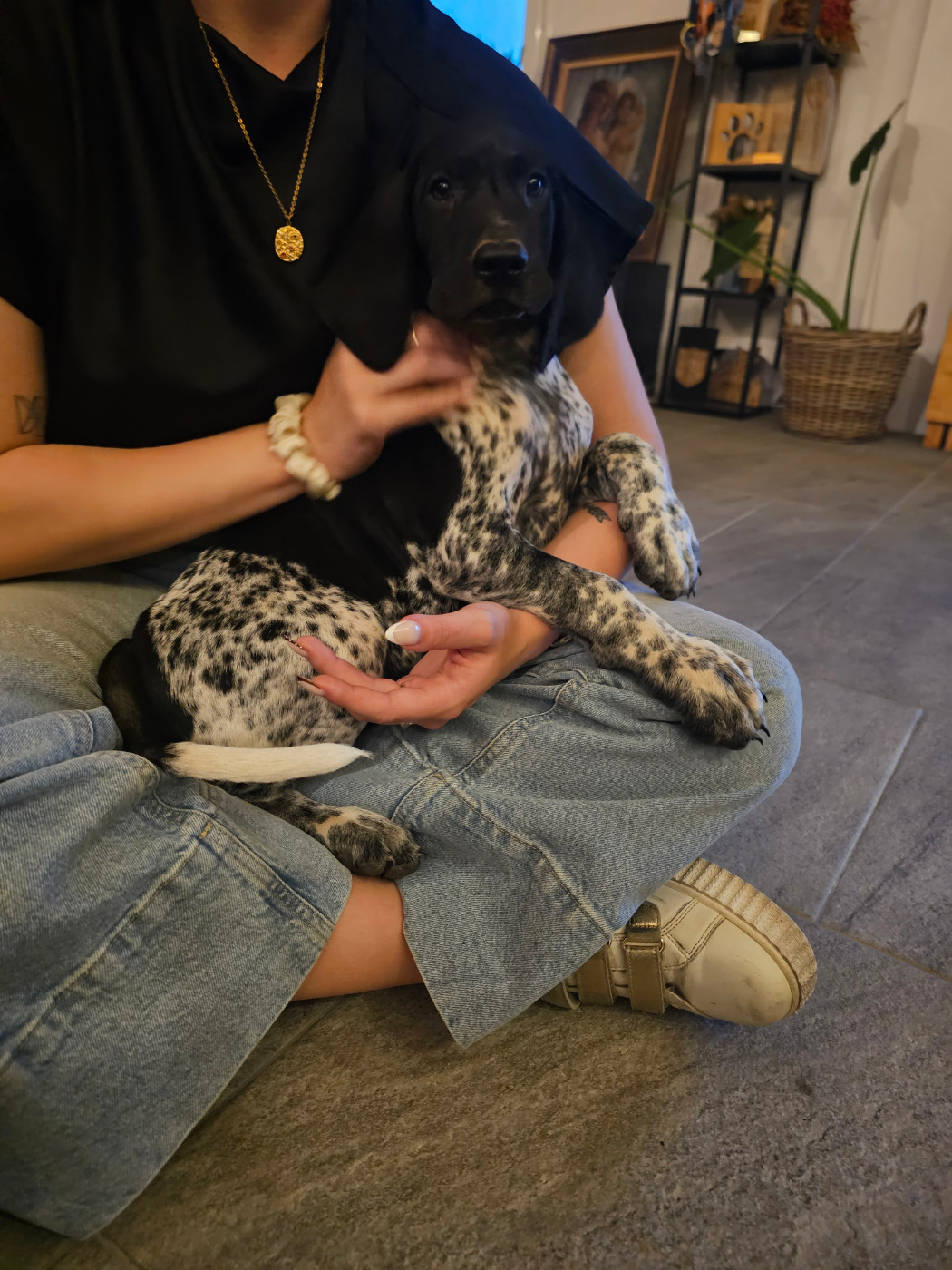 Du Soleil De L'aurion - Chiots disponibles - Braque allemand à poil court