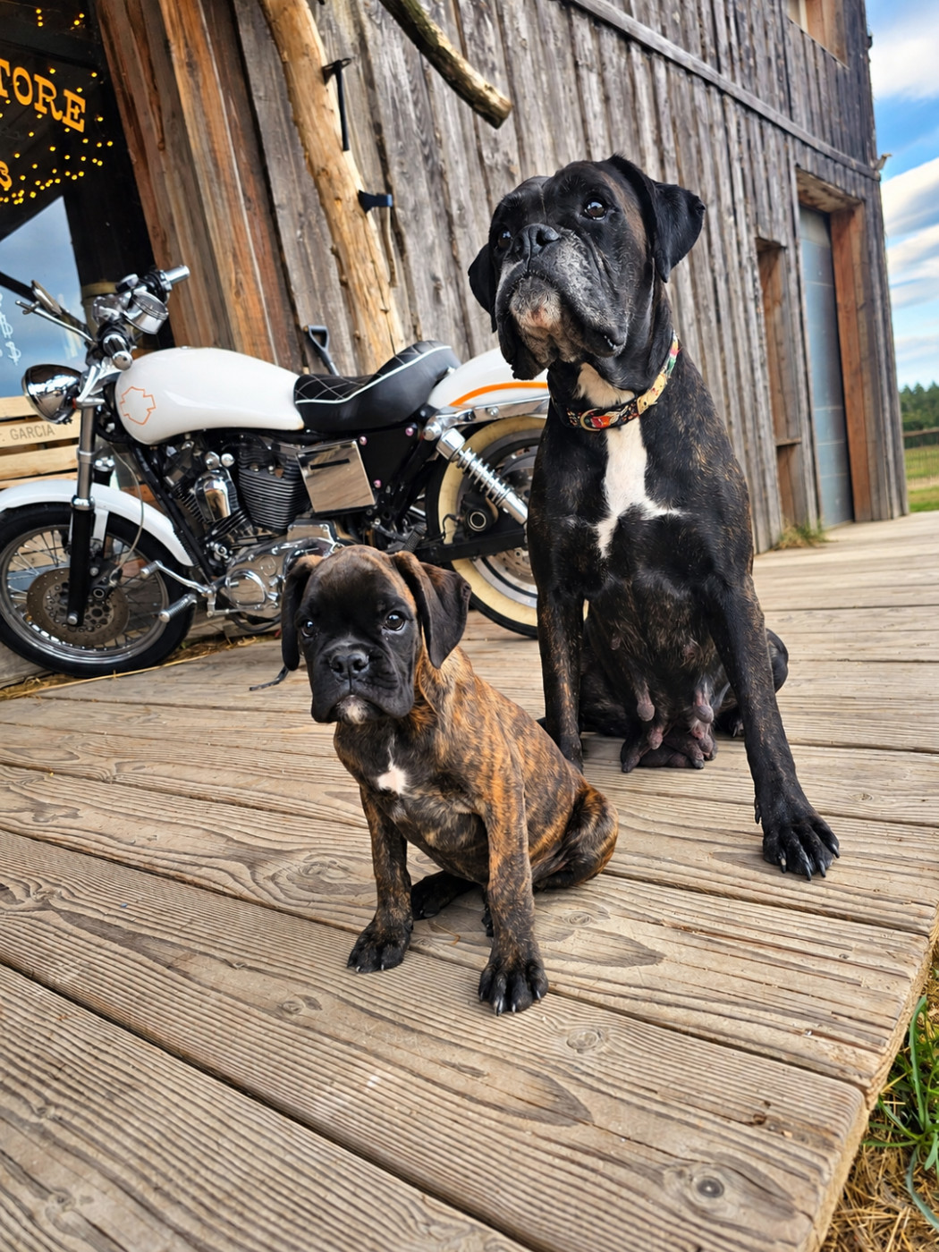 Du Soleil De L'aurion - Chiots disponibles - Boxer