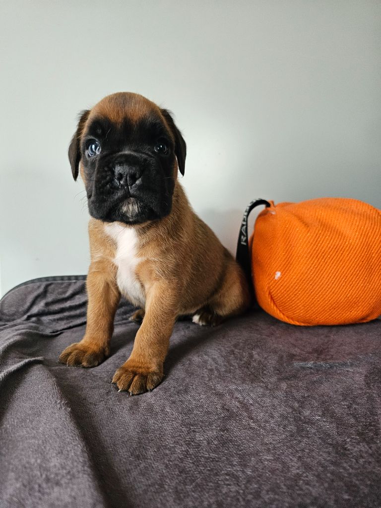 Du Soleil De L'aurion - Chiots disponibles - Boxer