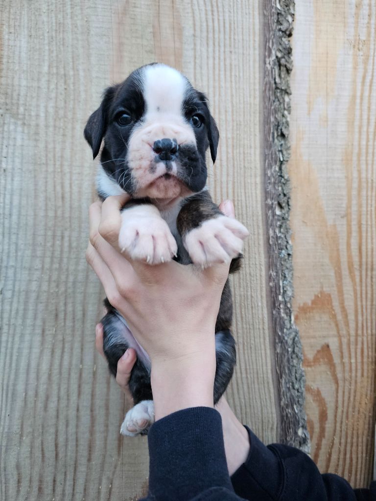 Du Soleil De L'aurion - Chiots disponibles - Boxer