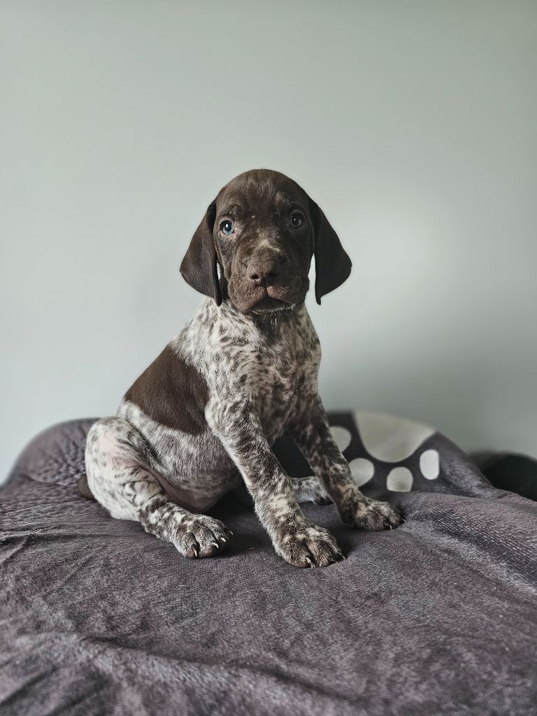 Du Soleil De L'aurion - Chiots disponibles - Braque allemand à poil court