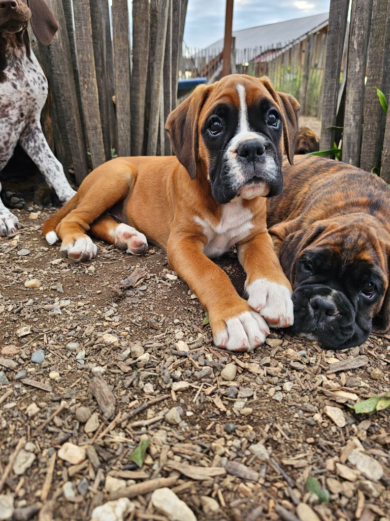 Du Soleil De L'aurion - Chiots disponibles - Boxer