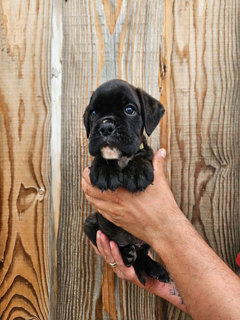 Du Soleil De L'aurion - Chiots disponibles - Boxer