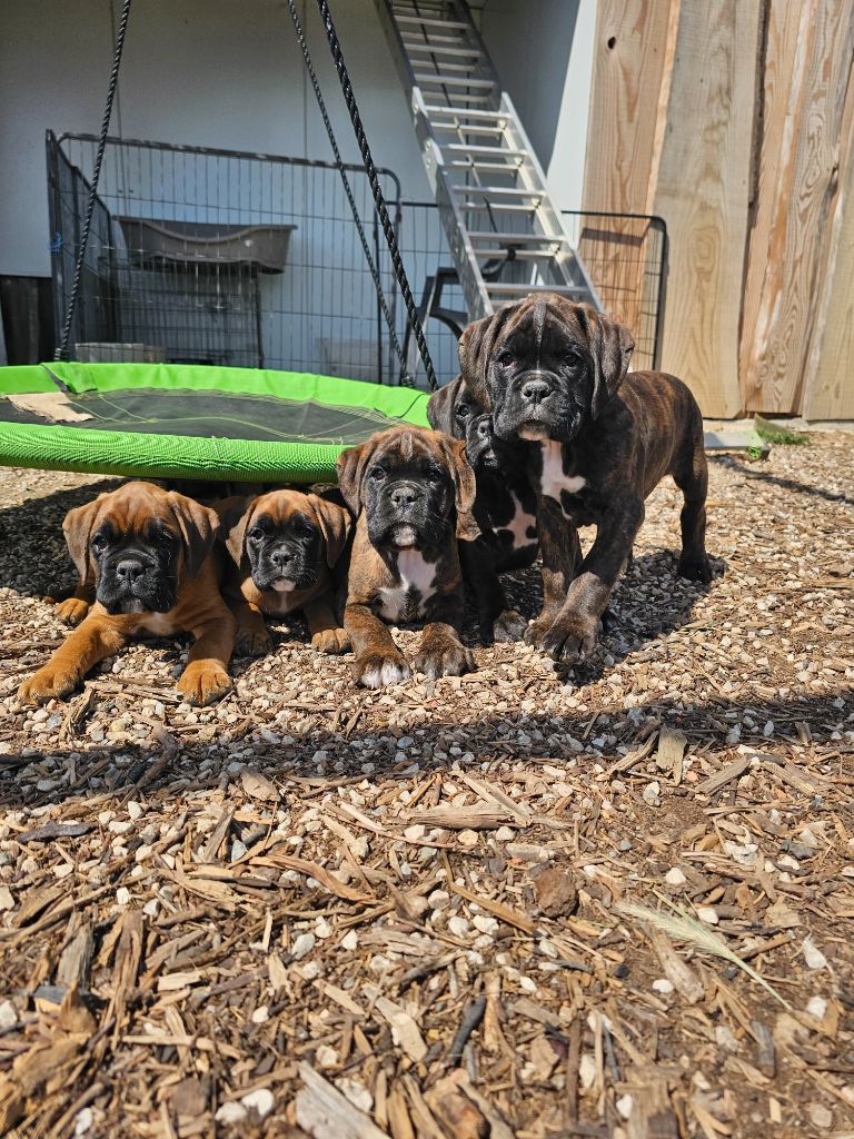 Du Soleil De L'aurion - Chiots disponibles - Boxer