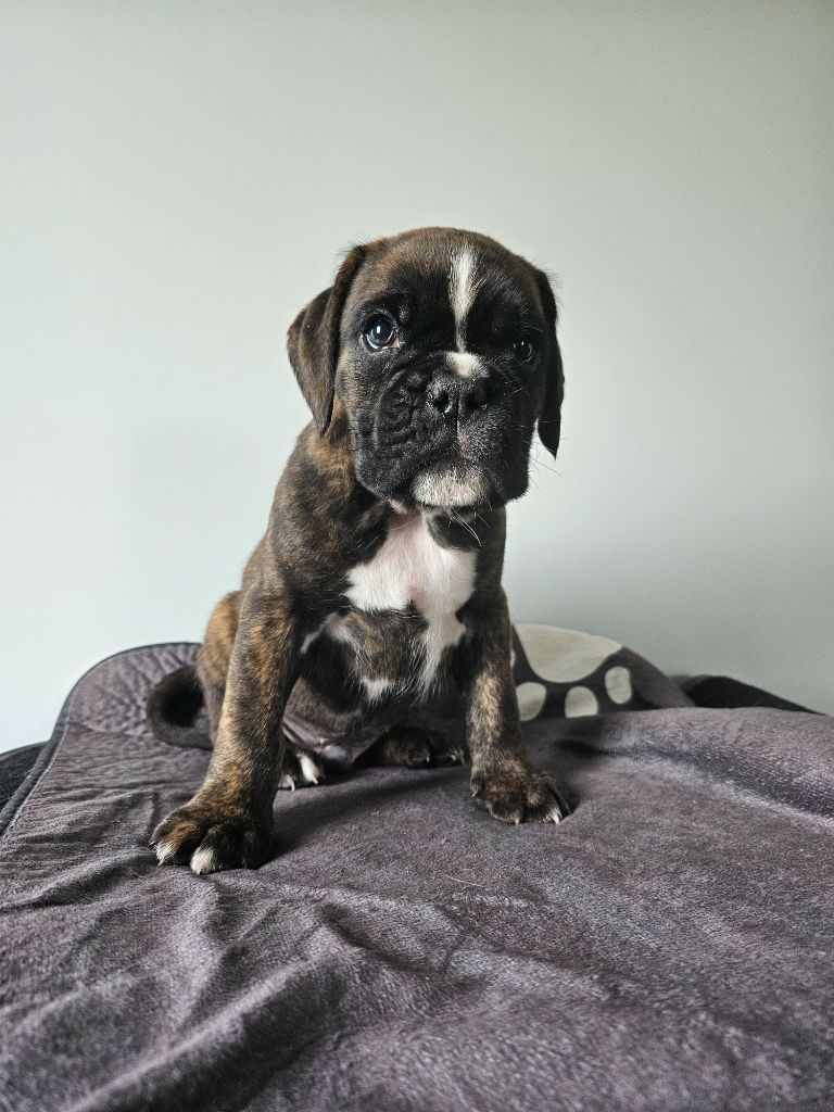 Du Soleil De L'aurion - Chiots disponibles - Boxer