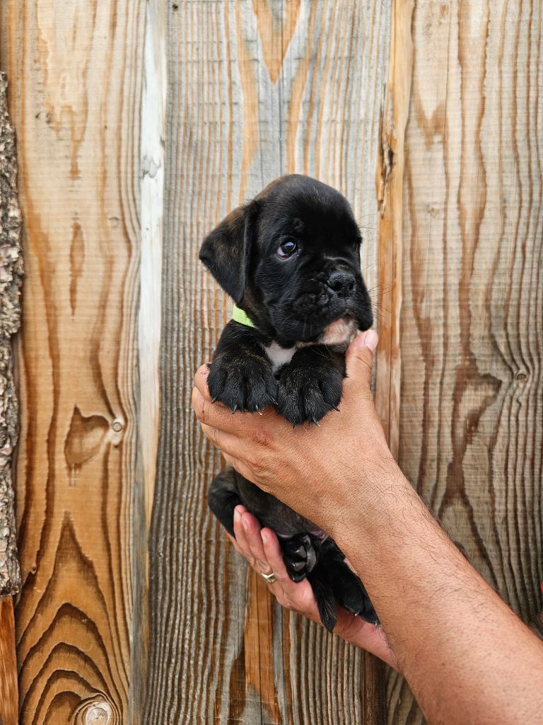 Du Soleil De L'aurion - Chiots disponibles - Boxer