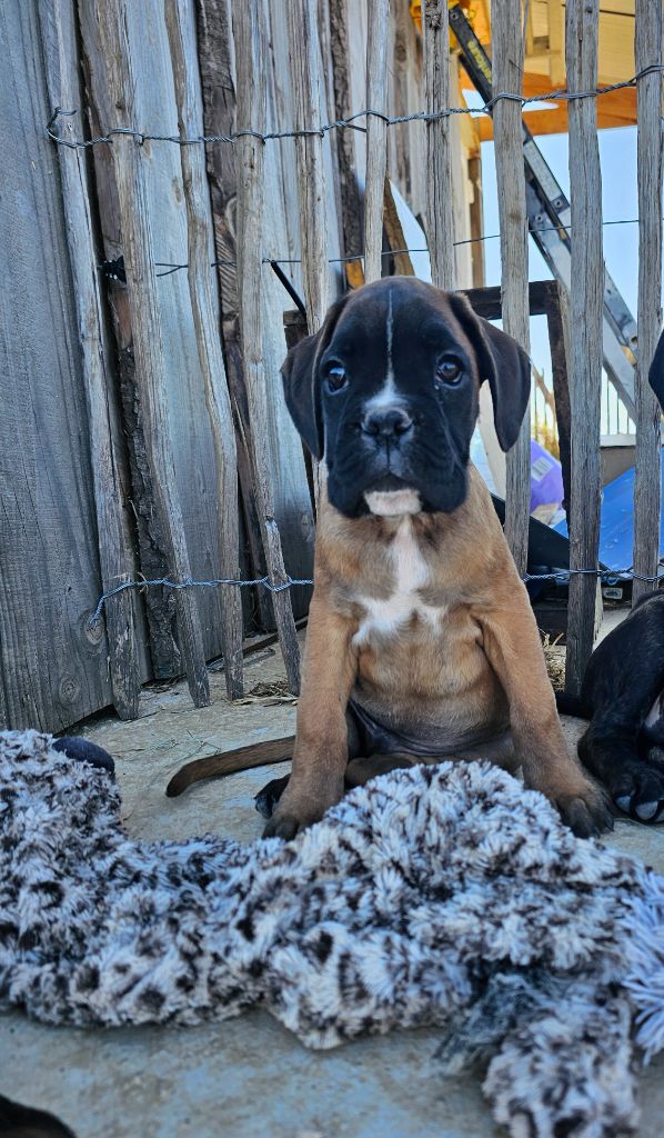 Du Soleil De L'aurion - Chiots disponibles - Boxer