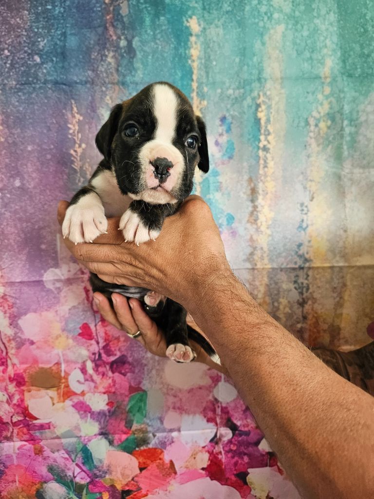 Du Soleil De L'aurion - Chiots disponibles - Boxer