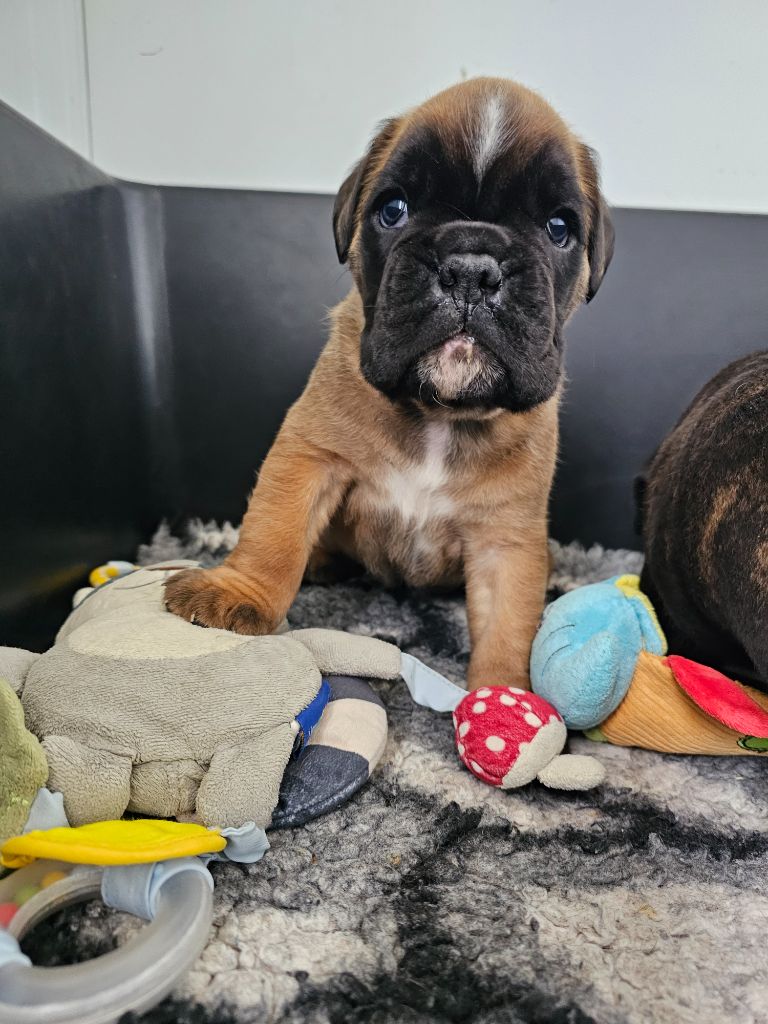 Du Soleil De L'aurion - Chiots disponibles - Boxer