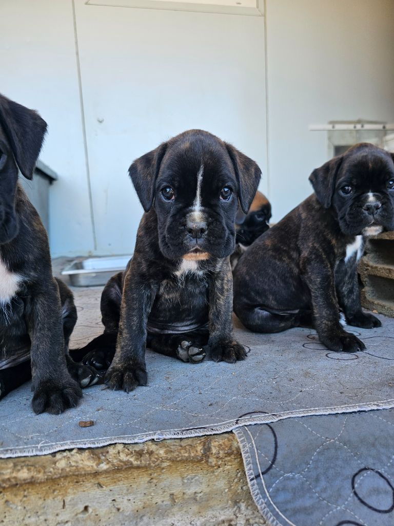 Du Soleil De L'aurion - Chiots disponibles - Boxer