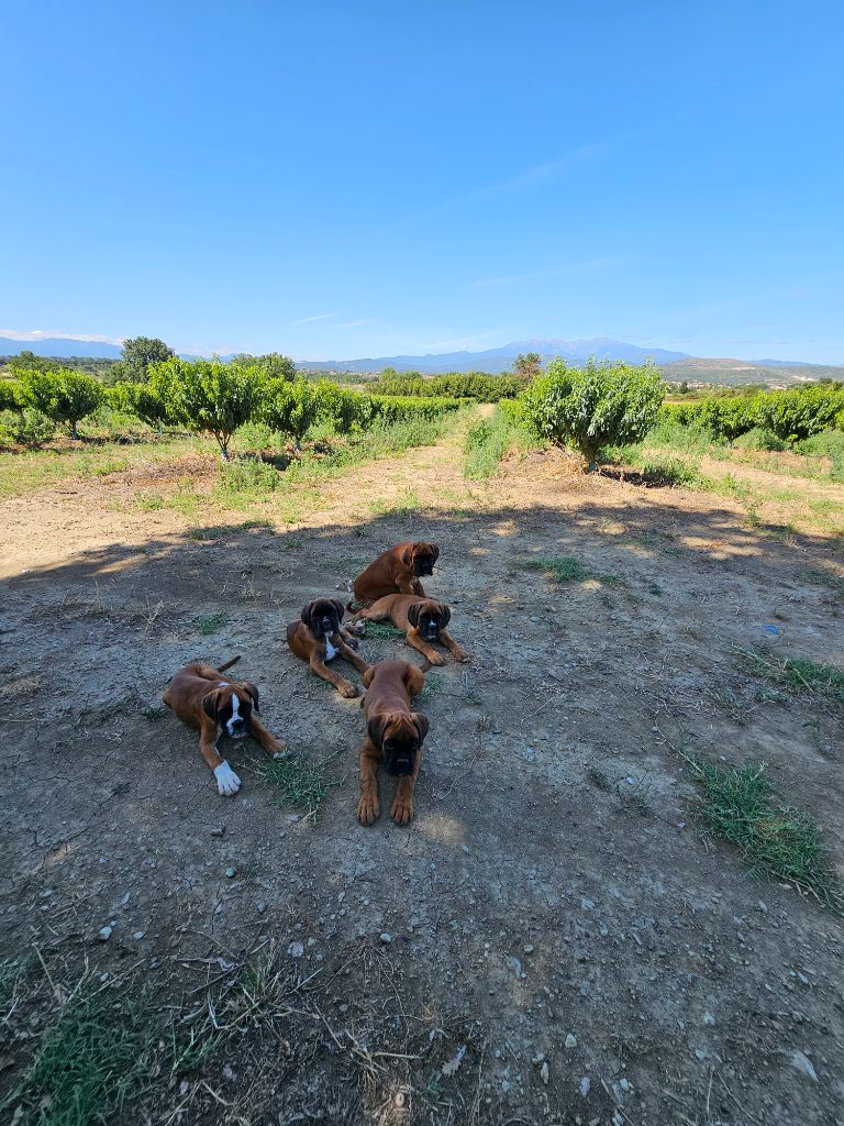 Du Soleil De L'aurion - Chiots disponibles - Boxer