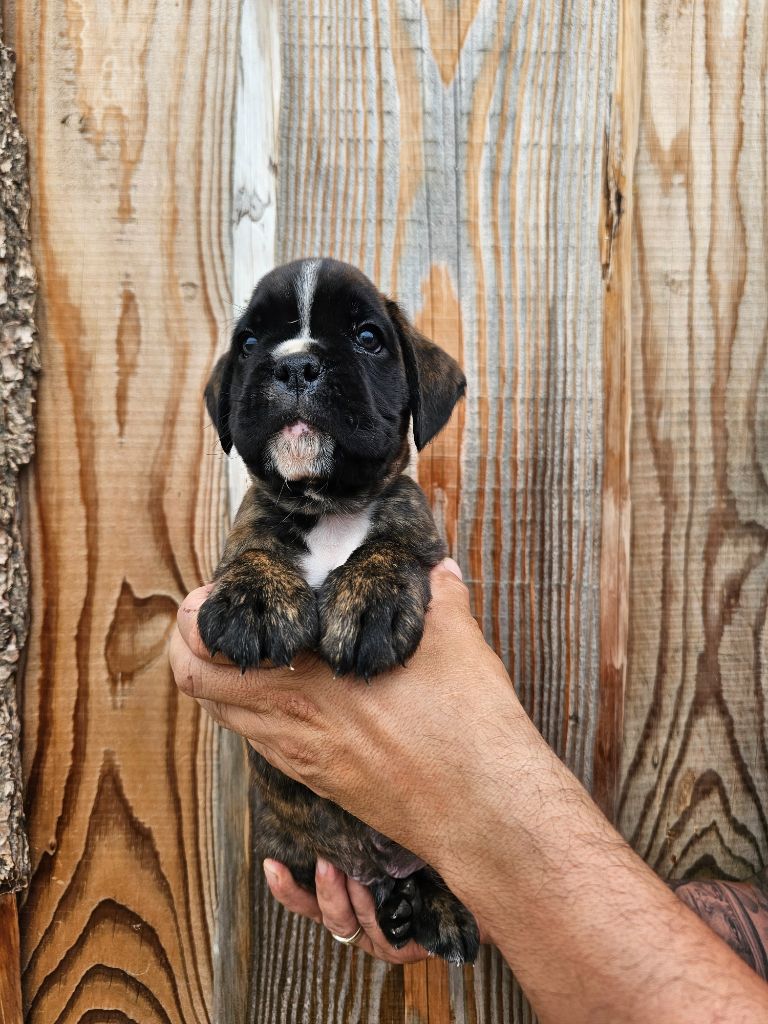 Du Soleil De L'aurion - Chiots disponibles - Boxer