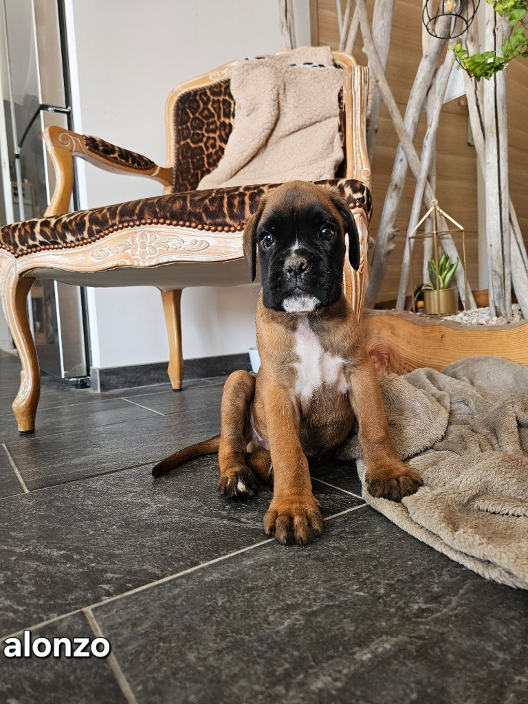 CHIOT 3