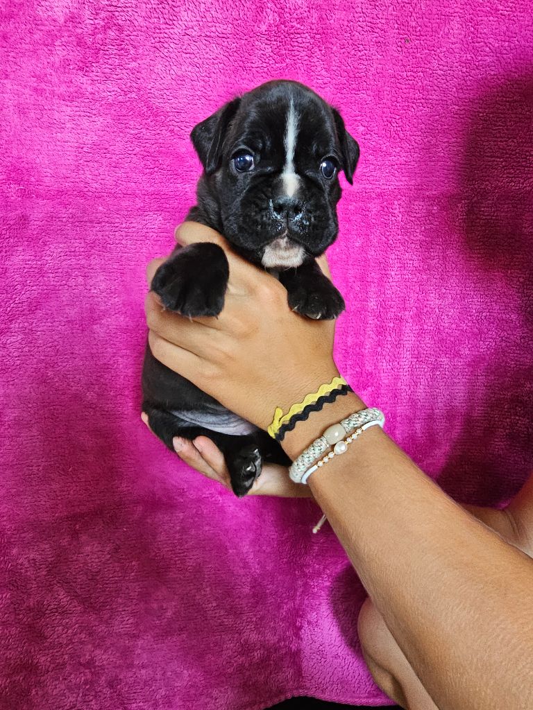 Du Soleil De L'aurion - Chiots disponibles - Boxer