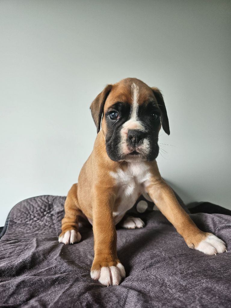 Du Soleil De L'aurion - Chiots disponibles - Boxer