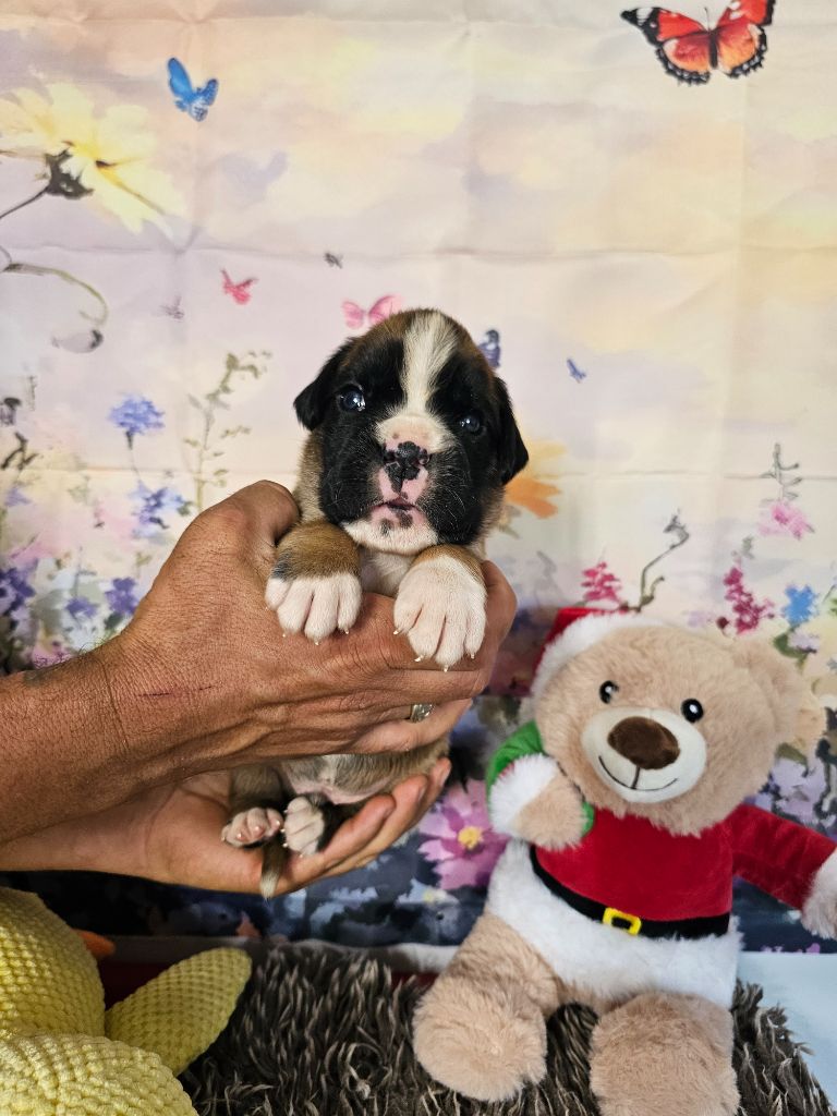 Du Soleil De L'aurion - Chiots disponibles - Boxer