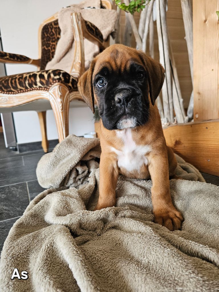 Du Soleil De L'aurion - Chiots disponibles - Boxer